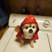 Mountain View Veterinary Hospital ico