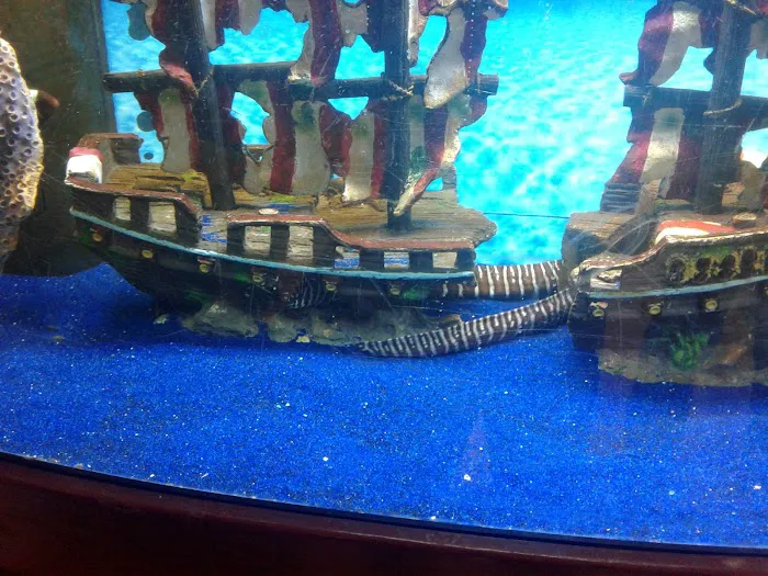 Congressional Aquarium Picture 10