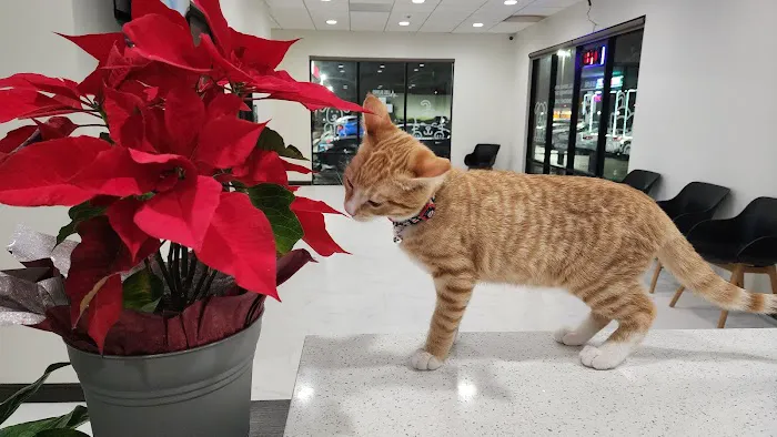 Los Olivos Animal Hospital Upland, Urgent care Picture 1