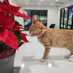 Los Olivos Animal Hospital Upland, Urgent care
