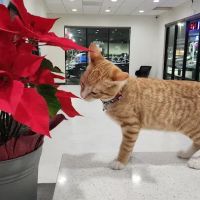 Los Olivos Animal Hospital Upland, Urgent care ico