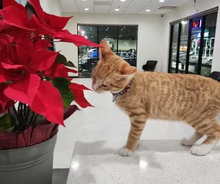 Los Olivos Animal Hospital Upland, Urgent care