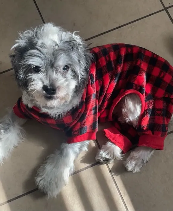 Los Olivos Animal Hospital Upland, Urgent care Picture 6
