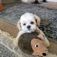 Inland Animal Hospital ico