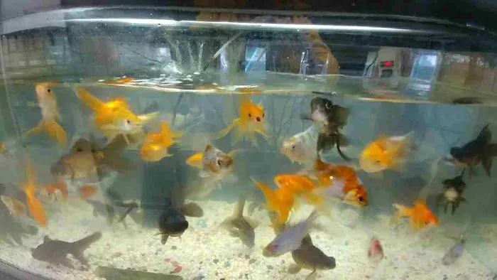 Eden Pets Supplies & Aquarium Picture 6