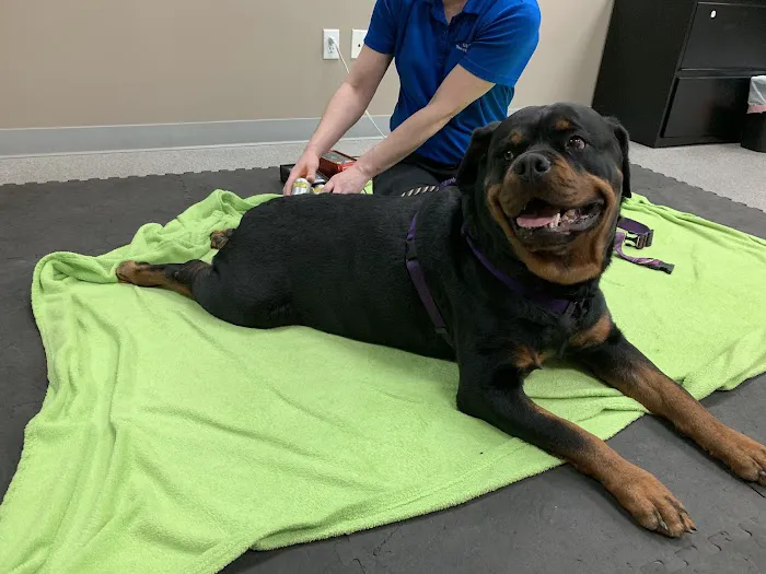 Back To Health Veterinary Services Picture 3