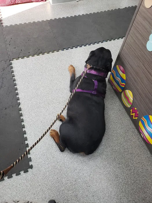 Back To Health Veterinary Services Picture 2