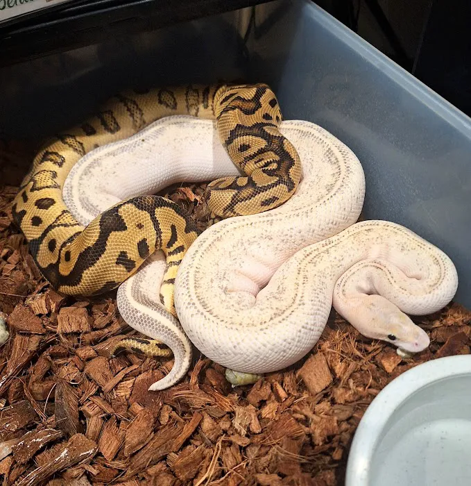 HJS Serpents LLC Picture 5