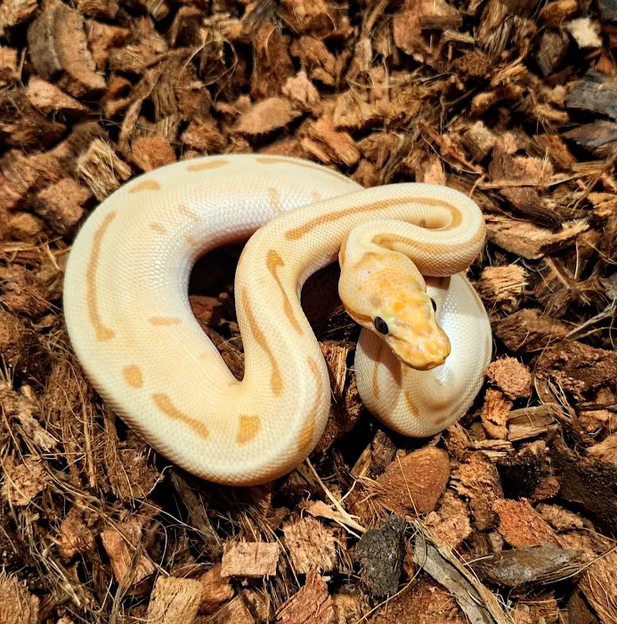 HJS Serpents LLC Picture 6
