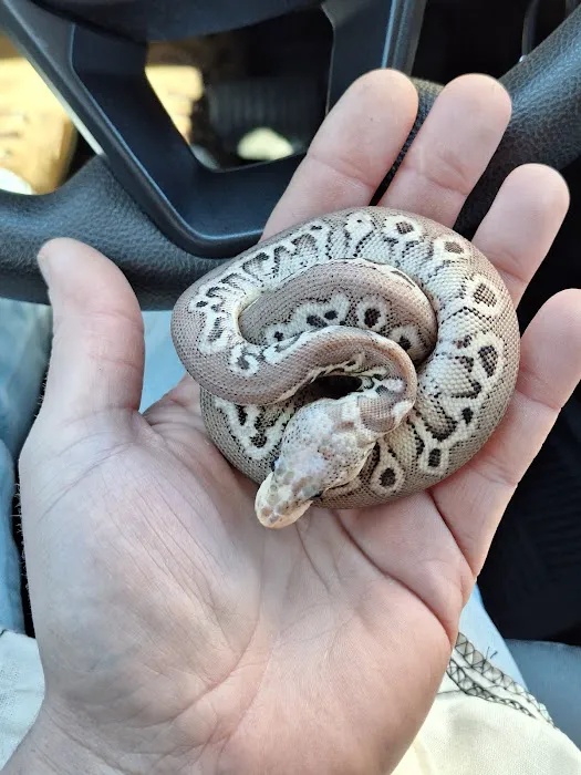 HJS Serpents LLC Picture 1