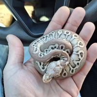 HJS Serpents LLC ico