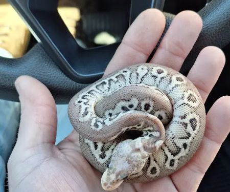 HJS Serpents LLC