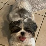 Veterinary Dental Specialties and Oral Surgery
