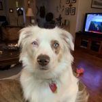 VCA California Veterinary Specialists-Ontario