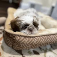 Furrylicious, LLC ico
