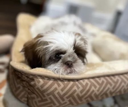 Furrylicious, LLC