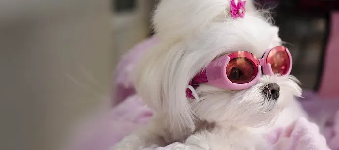 Furrylicious, LLC Picture 7