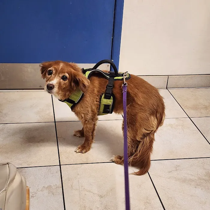 Upland Animal Hospital Picture 5