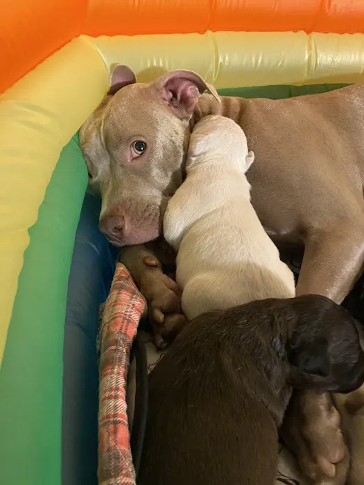 A R Animal Hospital Picture 1