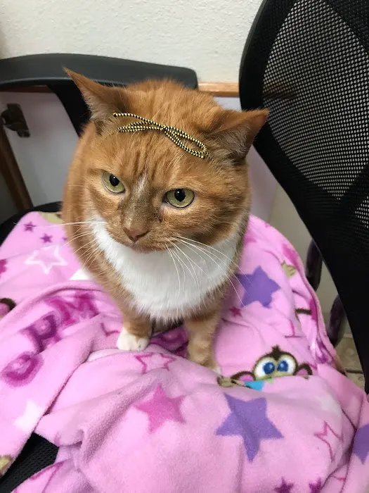 A R Animal Hospital Picture 7