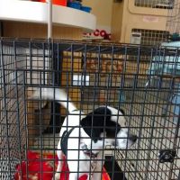 Petco ico