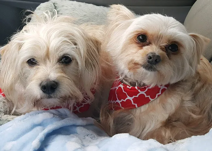 Angels' Care Animal Hospital Picture 1
