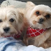 Angels' Care Animal Hospital ico