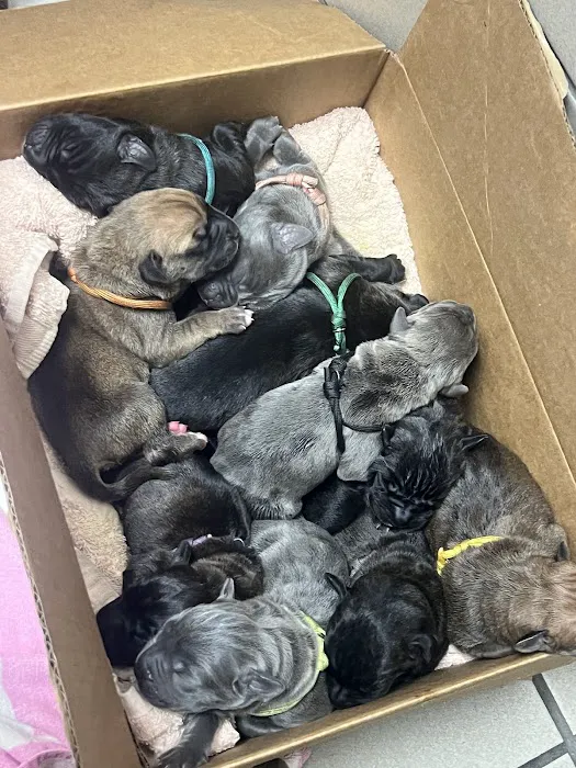 Angels' Care Animal Hospital Picture 10