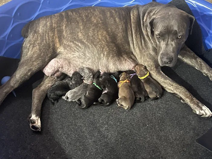 Angels' Care Animal Hospital Picture 7