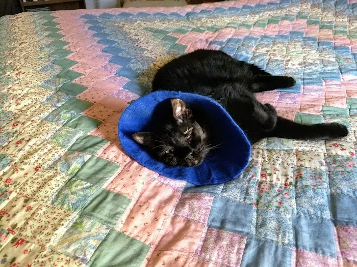 Angels' Care Animal Hospital Picture 9