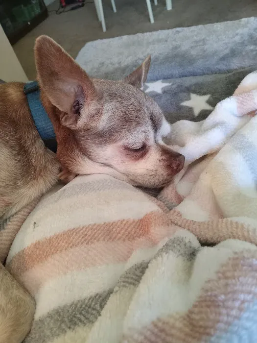Angels' Care Animal Hospital Picture 6