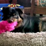 Rancho Mobile Veterinary Services