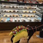 The Hungry Hound