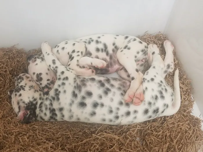 Puppy Palace Picture 9