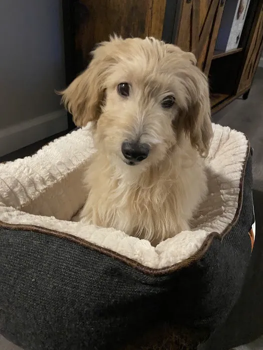 Puppy Palace Picture 1