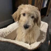 Puppy Palace ico