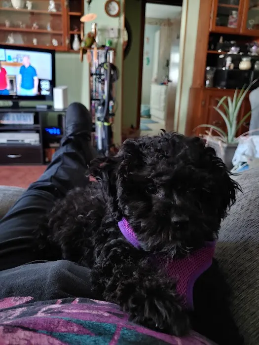 Puppy Palace Picture 5