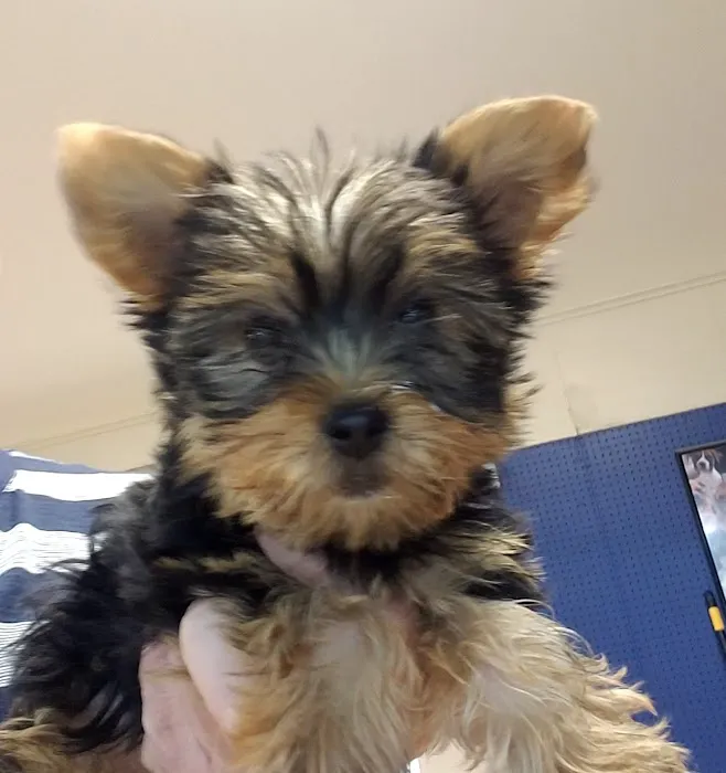 Puppy Palace Picture 10