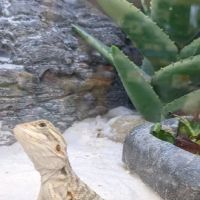 Petco ico