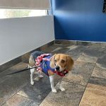 Rancho West Animal Hospital