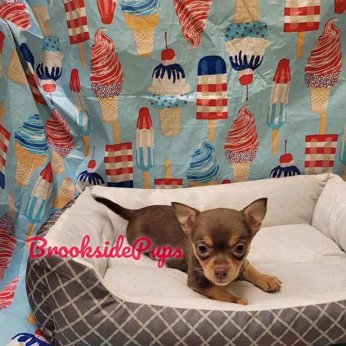 Brookside Pups - Wilksbarre Picture 10