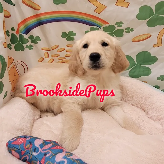Brookside Pups - Wilksbarre Picture 6