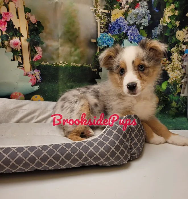 Brookside Pups - Wilksbarre Picture 3
