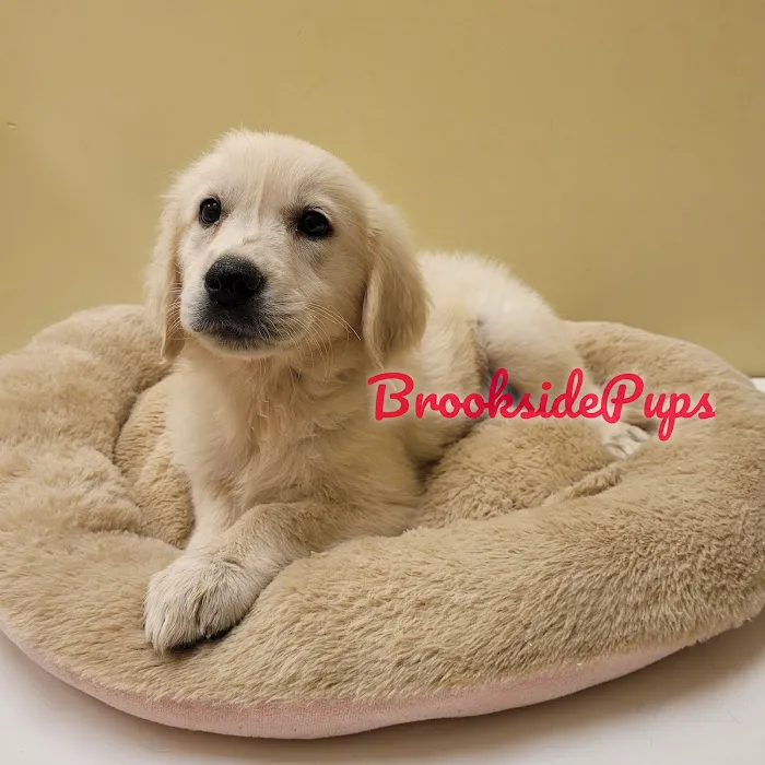 Brookside Pups - Wilksbarre Picture 1