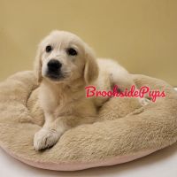 Brookside Pups - Wilksbarre ico