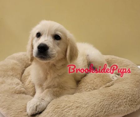 Brookside Pups - Wilksbarre