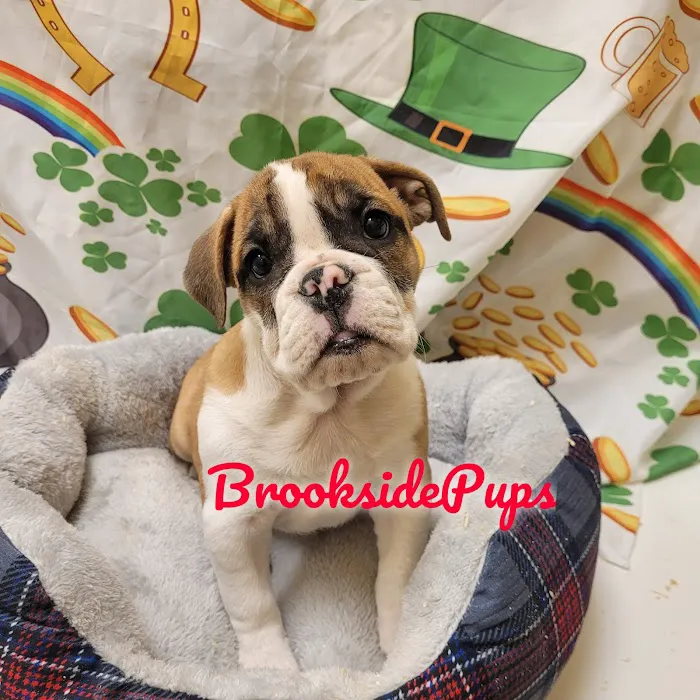 Brookside Pups - Wilksbarre Picture 4