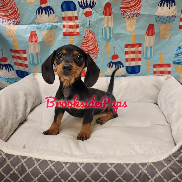 Brookside Pups - Wilksbarre Picture 5