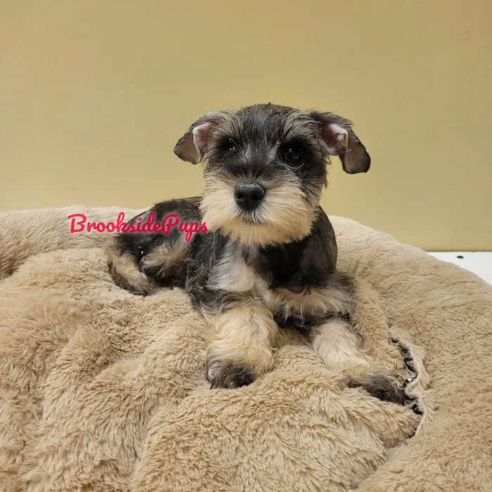 Brookside Pups - Wilksbarre Picture 8