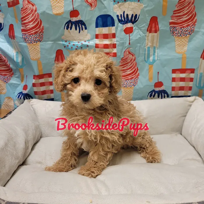 Brookside Pups - Wilksbarre Picture 2
